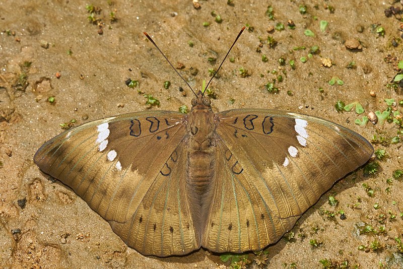 Euthalia aconthea